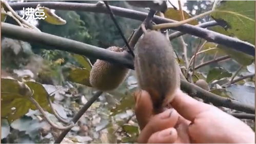 煤塵遮蔽下的豐收 2萬斤獼猴桃銷售無門，果農盼救助